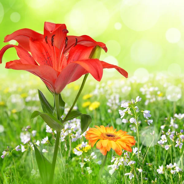 Lily with gerbera — Stock Photo, Image