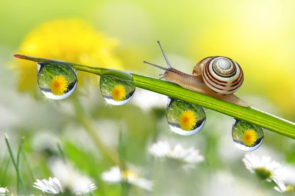 Schnecke auf taufrischem Gras — Stockfoto