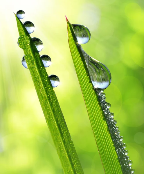 Dew drops — Stock Photo, Image