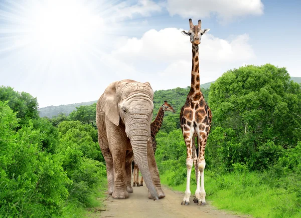 Zürafa ve fil — Stok fotoğraf