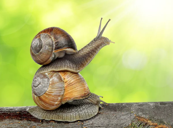 Caracol de jardín — Foto de Stock