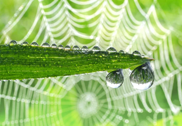 Dew drops — Stock Photo, Image