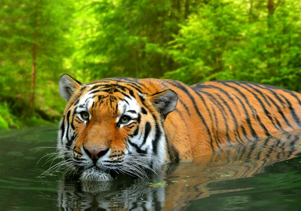 Siberische tijger — Stockfoto