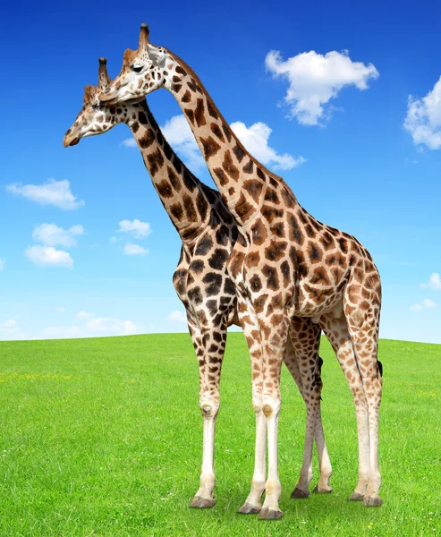 Giraffen — Stockfoto