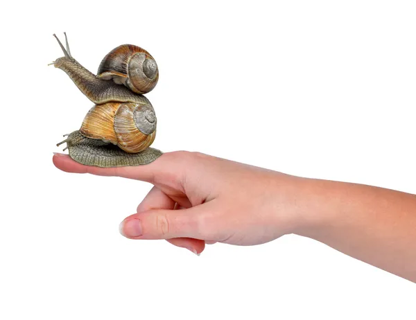 Garden snails on hand — Stock Photo, Image