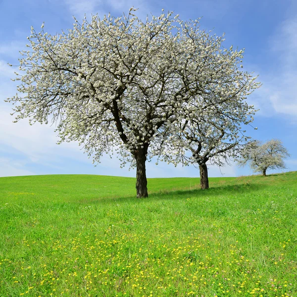 盛开的樱桃树 — 图库照片