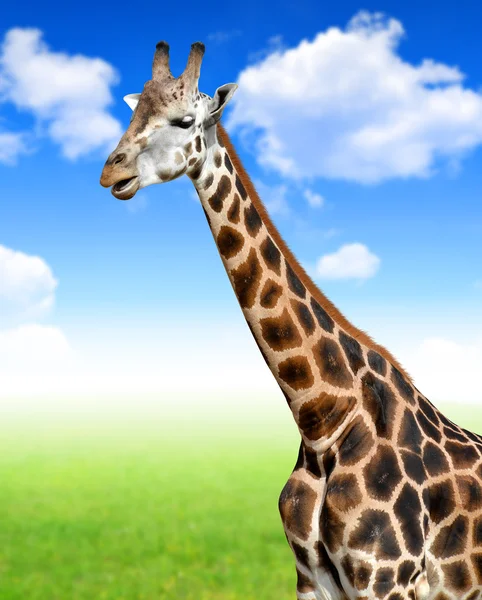 Giraffe — Stockfoto