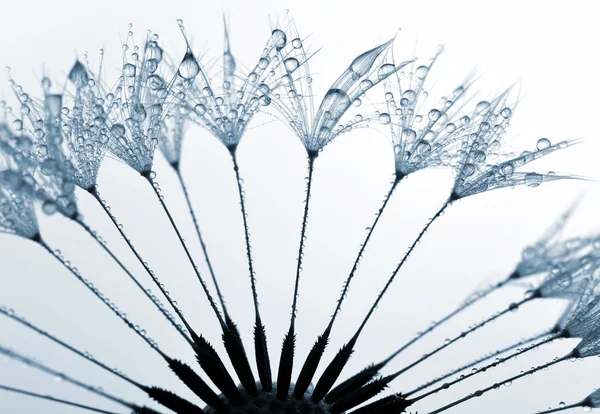 Dewy dandelion — Stock Photo, Image