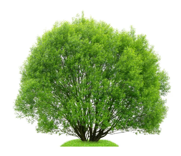 Baum — Stockfoto