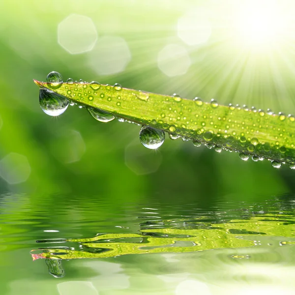 Dew drops — Stock Photo, Image