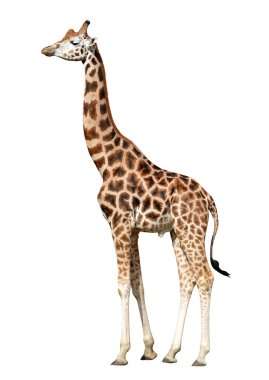 Zürafa