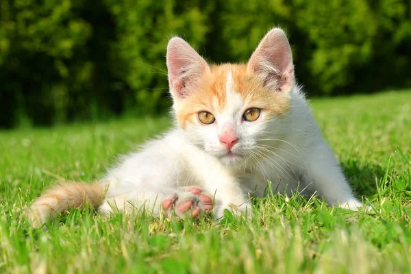 Kitten — Stock Photo, Image