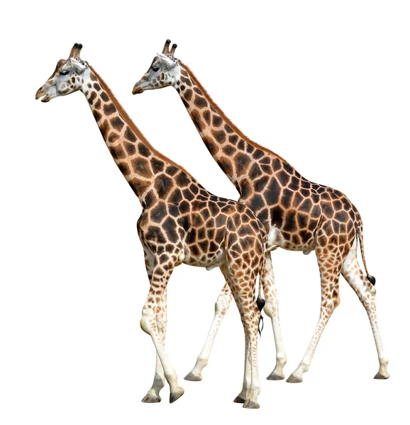 Girafas — Fotografia de Stock