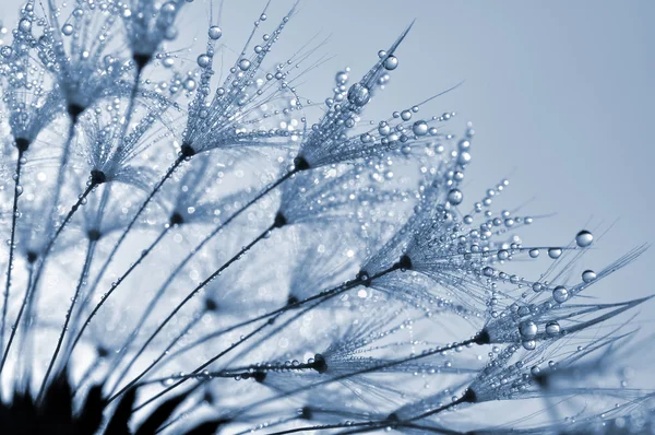 Dewy dandelion — Stock Photo, Image