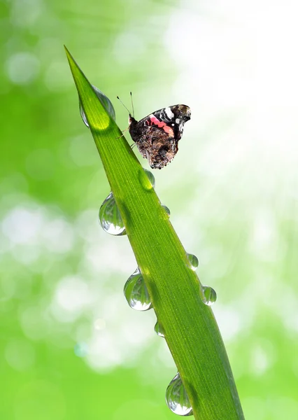 露水和蝴蝶 — 图库照片
