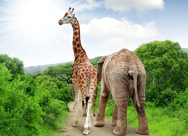 Giraffe and elephant — Stock Photo, Image