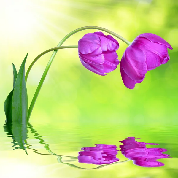 Tuoreet violetit tulppaanit — kuvapankkivalokuva