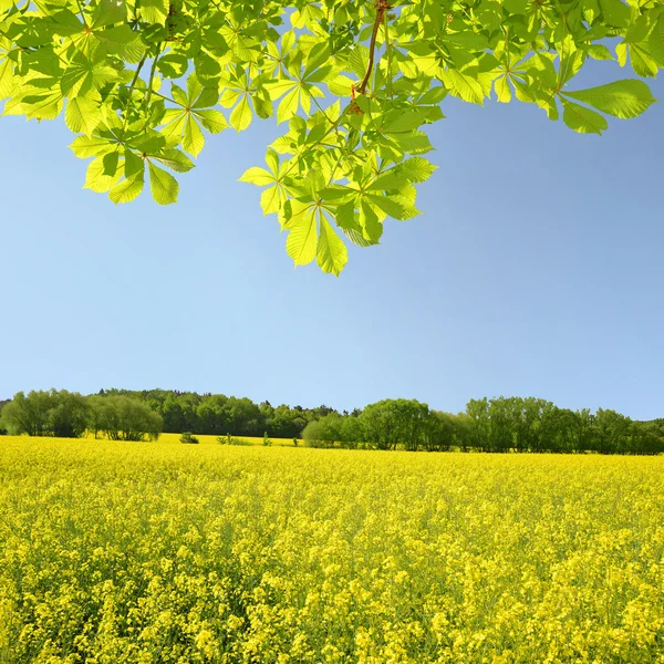 Rapsfeld — Stockfoto