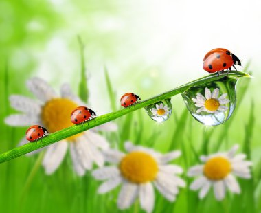 çiy damlaları ve ladybugs