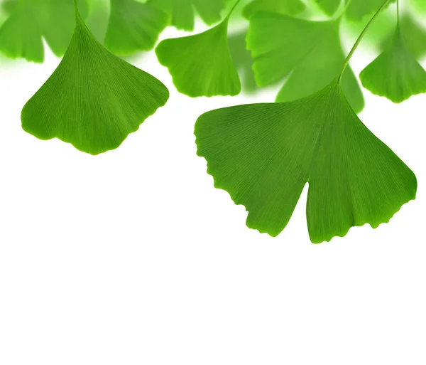 Foglie di ginkgo biloba — Foto Stock