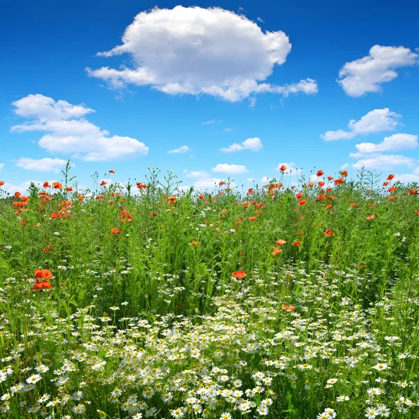 Roter Mohn und Kamille — Stockfoto