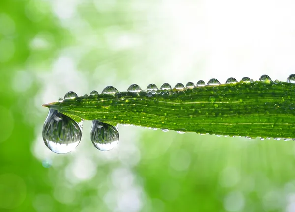 Vers gras met dauwdruppels — Stockfoto