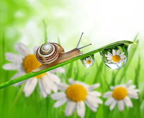 Schnecke auf taufrischem Gras — Stockfoto