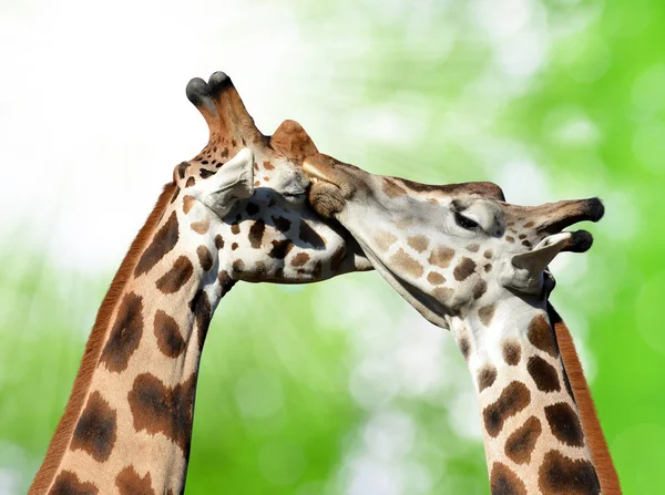 Girafas — Fotografia de Stock