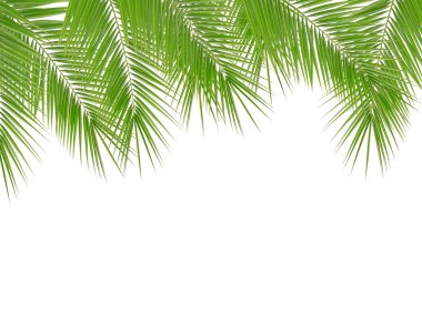Palmiye yaprakları