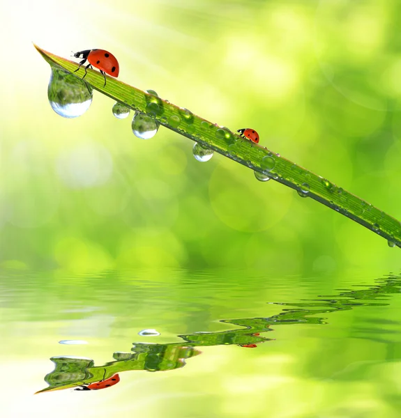 Tau und Marienkäfer — Stockfoto