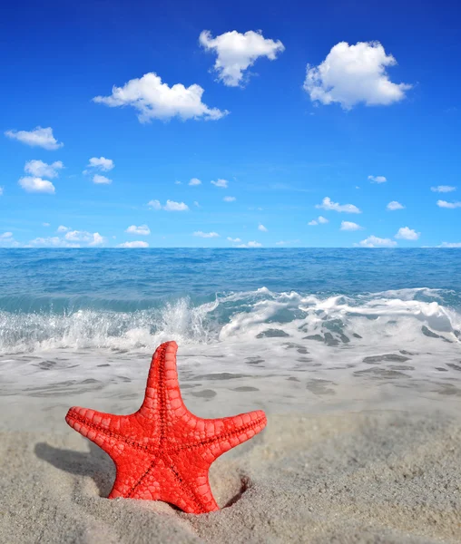 Starfish — Stock Photo, Image