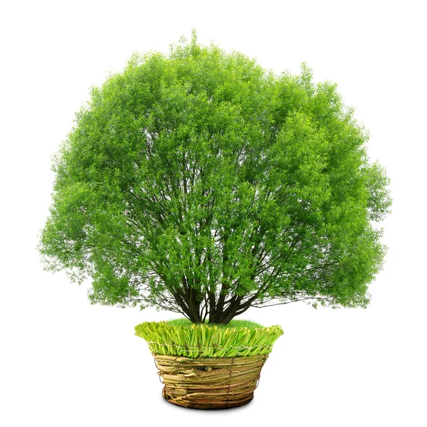 Tree in pot — Stock Photo, Image