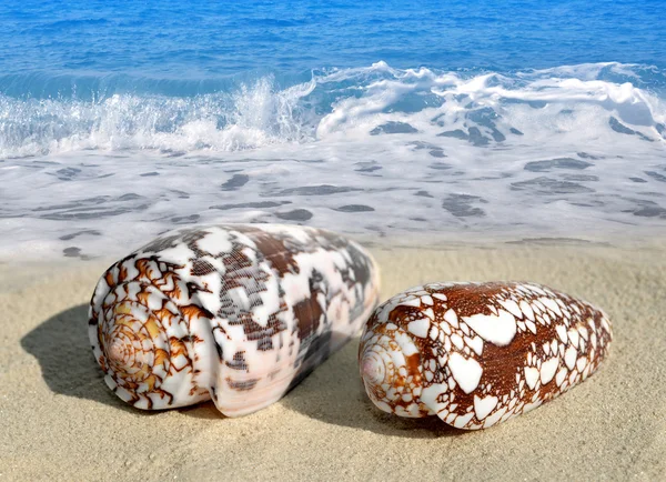 Conch shells — Stock Photo, Image