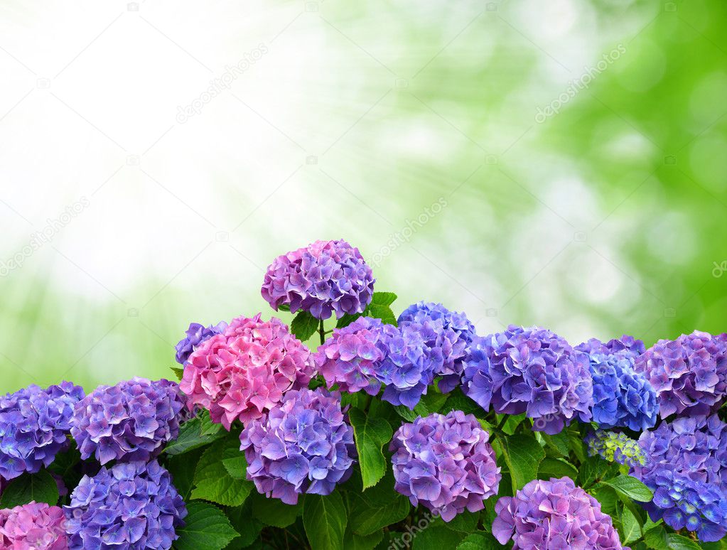 Hydrangea