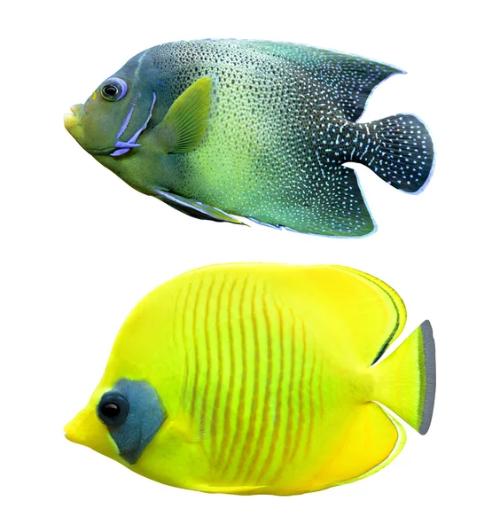 Tropical reef fish — Stock Photo, Image