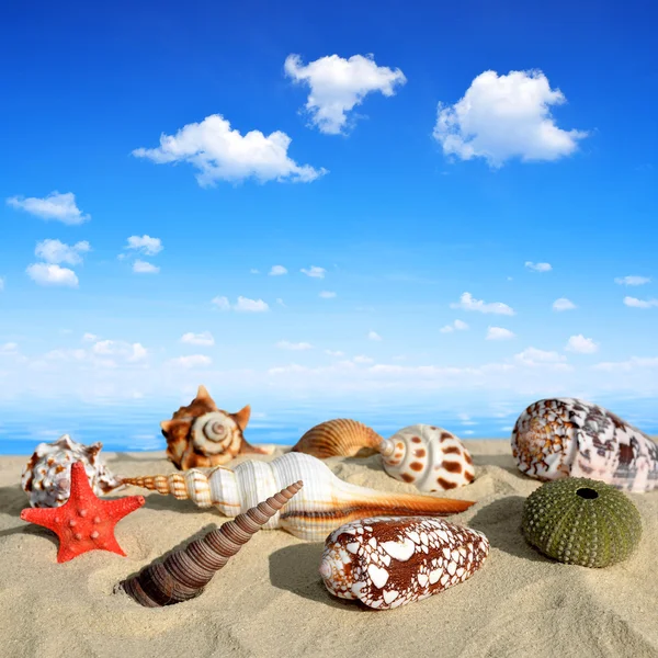 Deniz kabuğu kabuğu — Stok fotoğraf