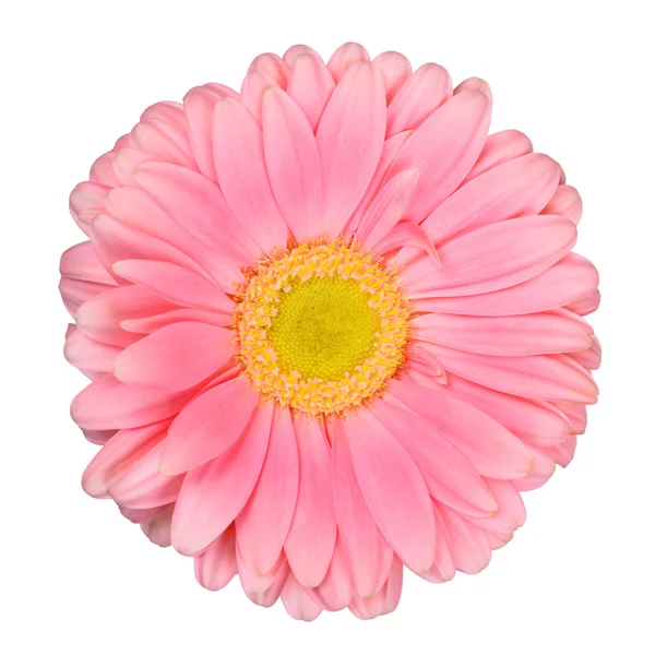 Flor de Gerbera —  Fotos de Stock