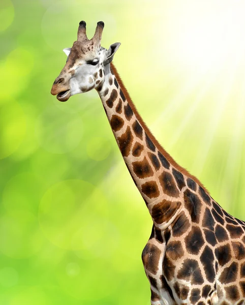 Giraffe — Stockfoto