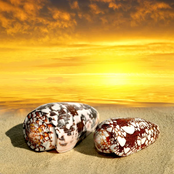 Deniz kabuğu kabuk sahilde — Stok fotoğraf
