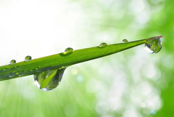 Gotas de Rocío —  Fotos de Stock