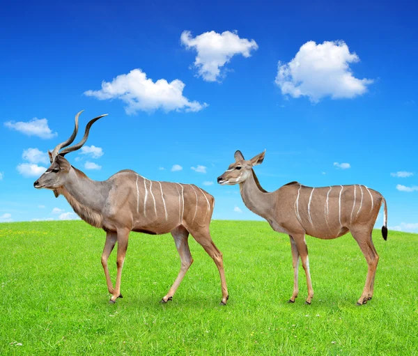 Gran Kudu. —  Fotos de Stock