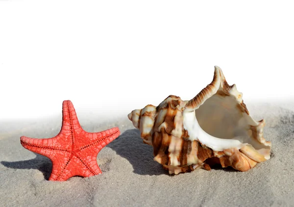 Conchas com estrelas do mar — Fotografia de Stock