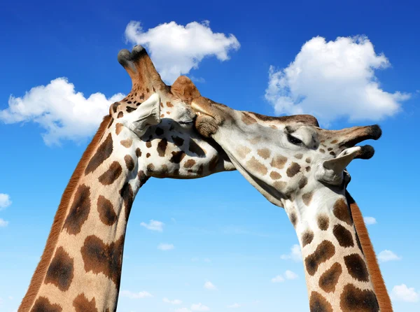 Giraffen — Stockfoto