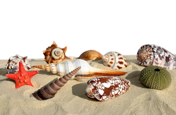 Conchas con estrellas de mar — Foto de Stock