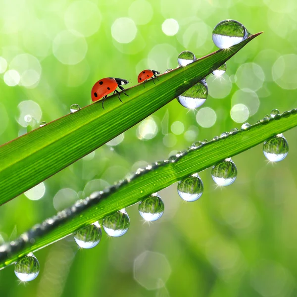 Dew drops and ladybugs Royalty Free Stock Photos