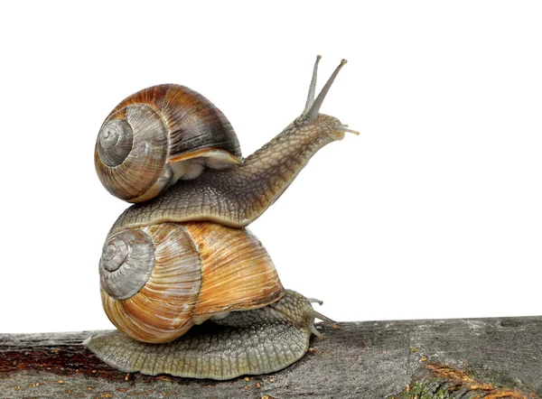 Garden snail (Helix aspersa) — Stock Photo, Image