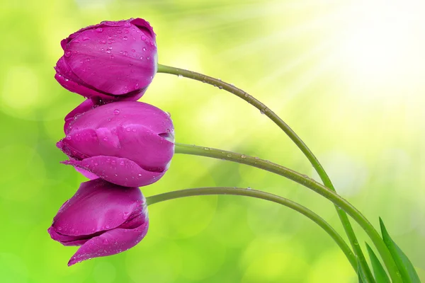 Dewy purple tulips — Stock Photo, Image