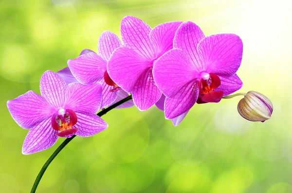 Orquídea roxa — Fotografia de Stock