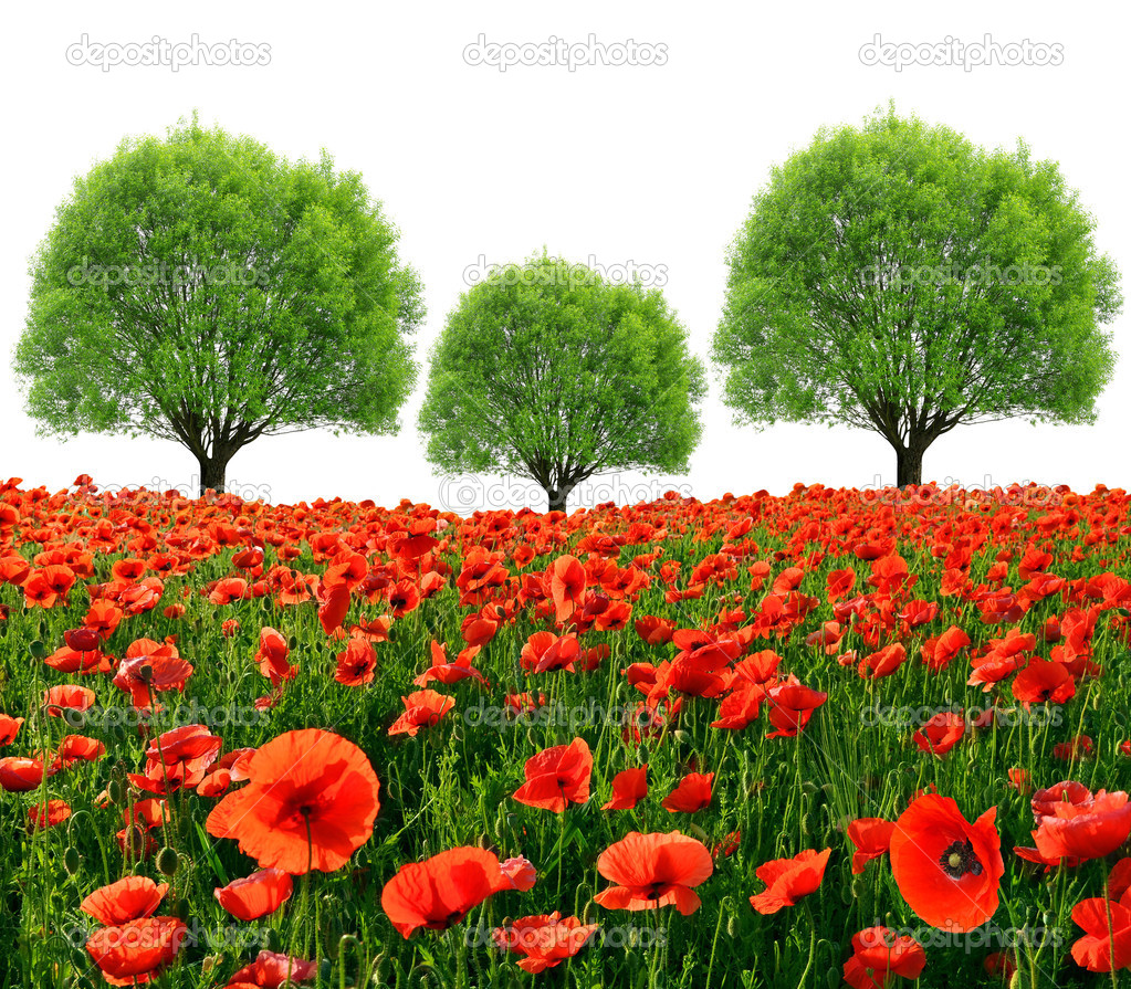 Red poppy field with trees