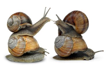 Bahçe salyangoz (Helix aspersa)